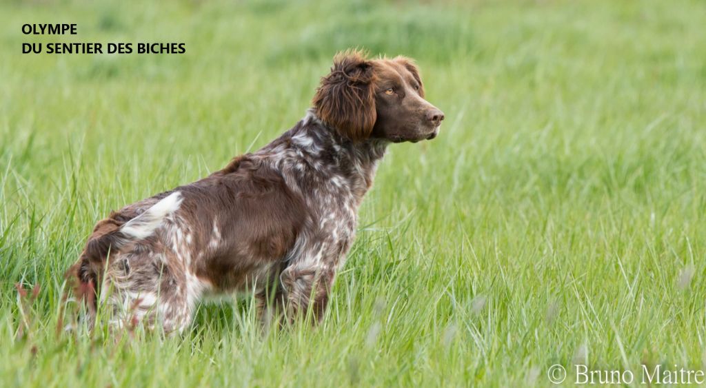 Les Chien d'Oysel allemand de l'affixe Des Forêts Du Sud Chalonnais