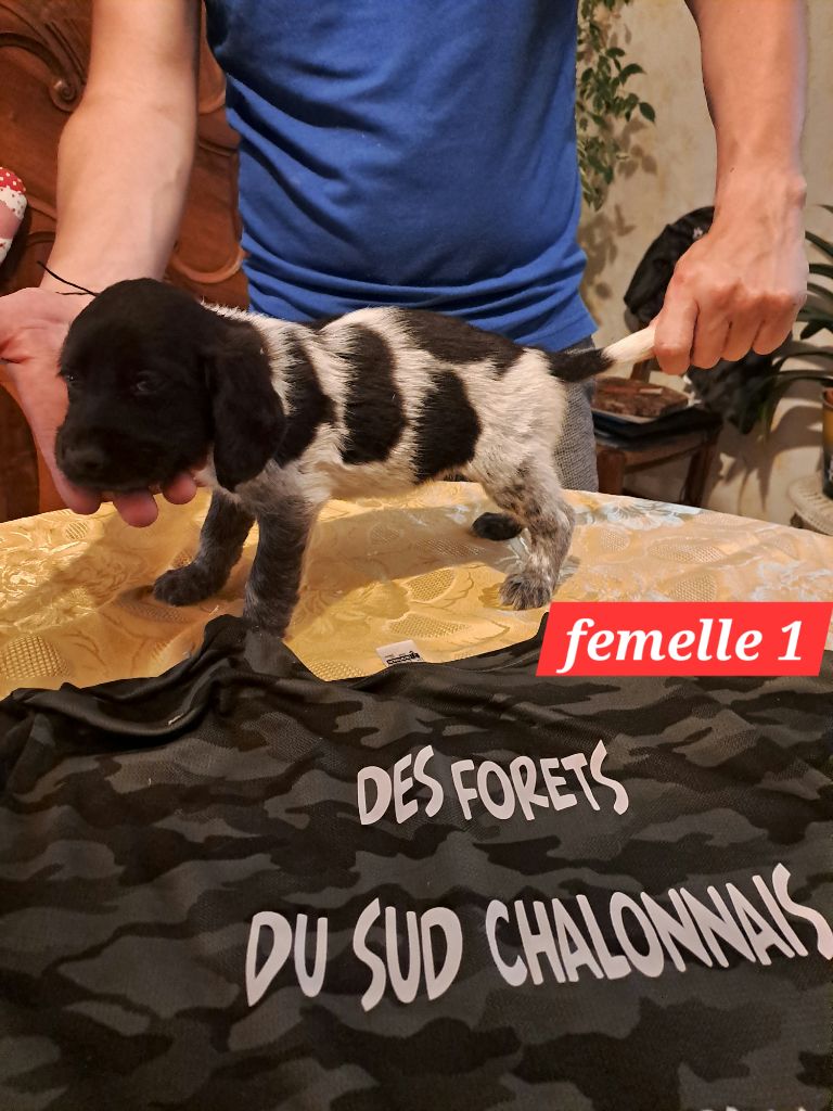 Des Forêts Du Sud Chalonnais - Chiot disponible  - Chien d'Oysel allemand