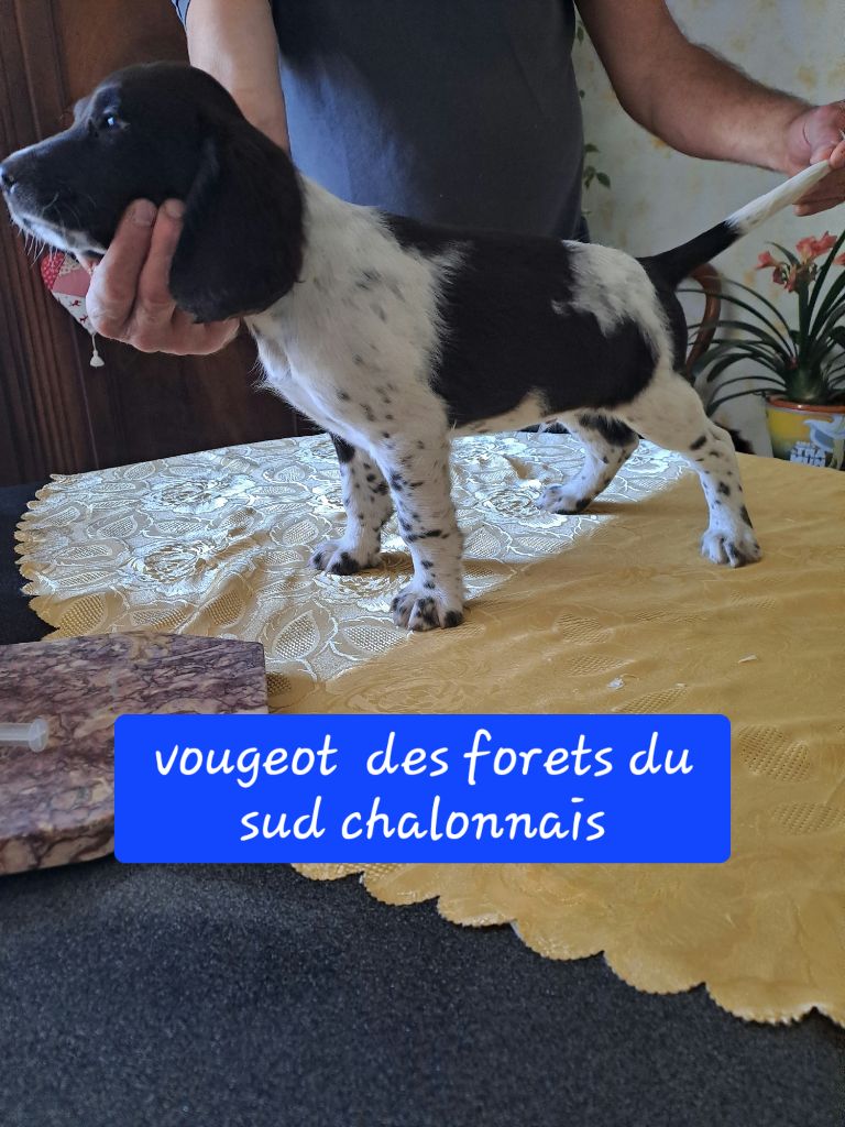 Des Forêts Du Sud Chalonnais - Chiot disponible  - Chien d'Oysel allemand