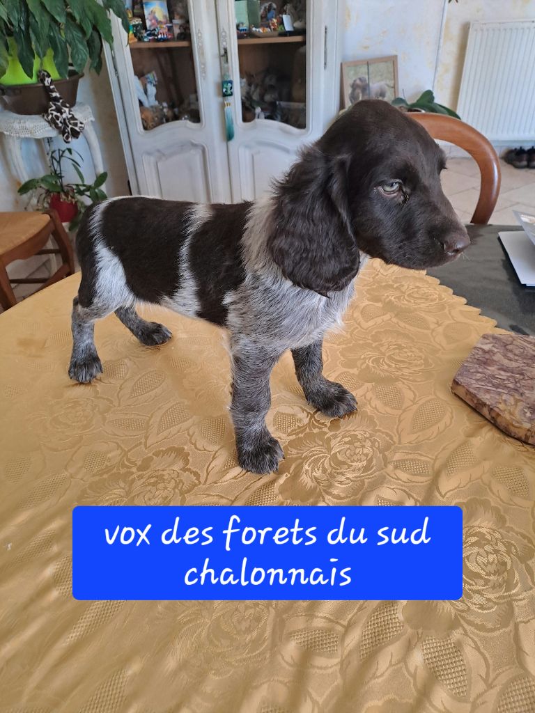 Des Forêts Du Sud Chalonnais - Chiot disponible  - Chien d'Oysel allemand