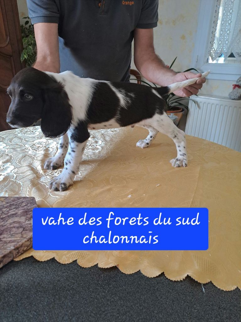 Des Forêts Du Sud Chalonnais - Chiot disponible  - Chien d'Oysel allemand