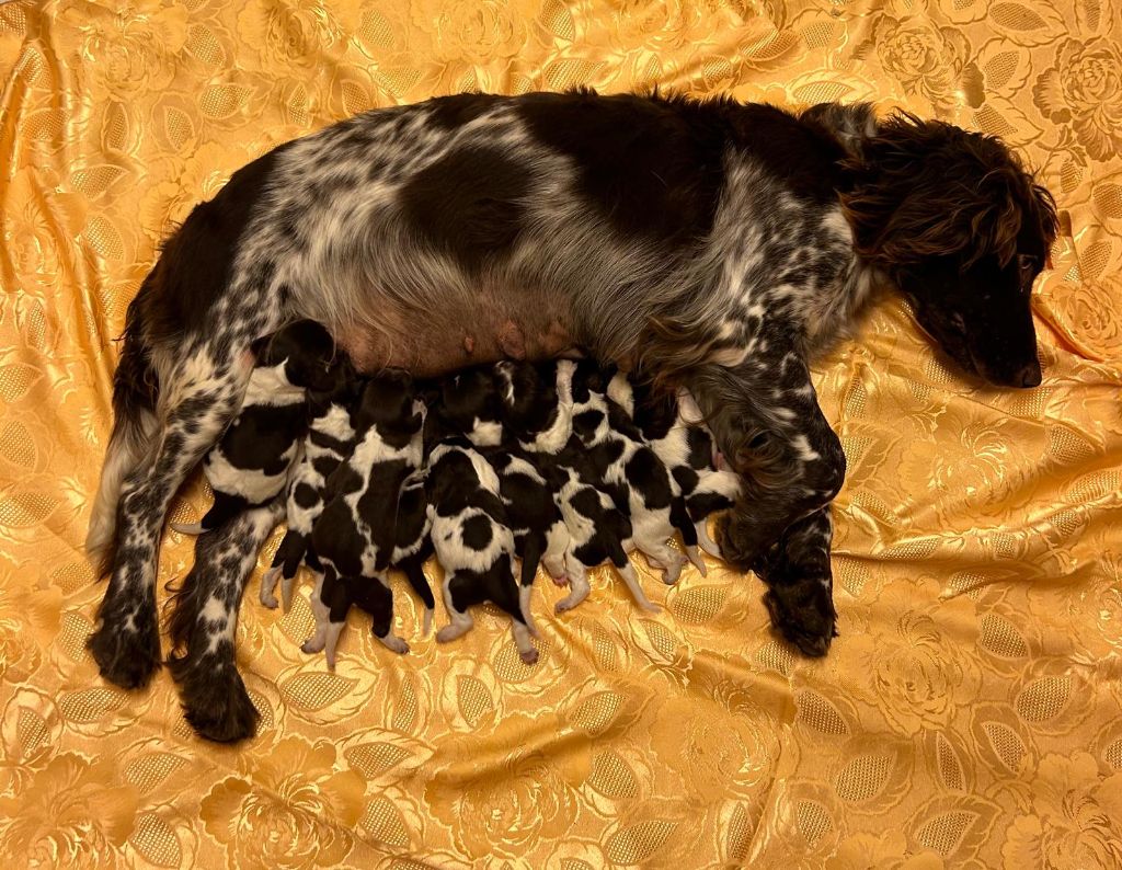 chiot Chien d'Oysel allemand Des Forêts Du Sud Chalonnais