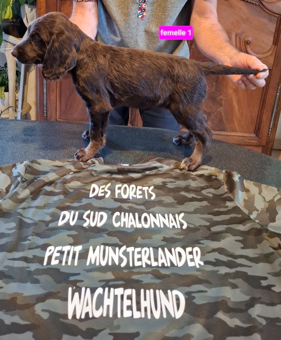 Des Forêts Du Sud Chalonnais - Chiots disponibles - Chien d'Oysel allemand