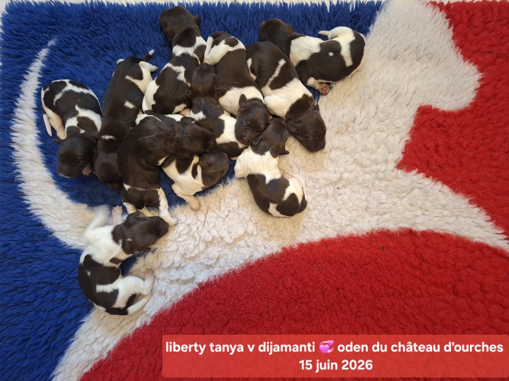 Chiot Petit Epagneul de Münster Des Forêts Du Sud Chalonnais
