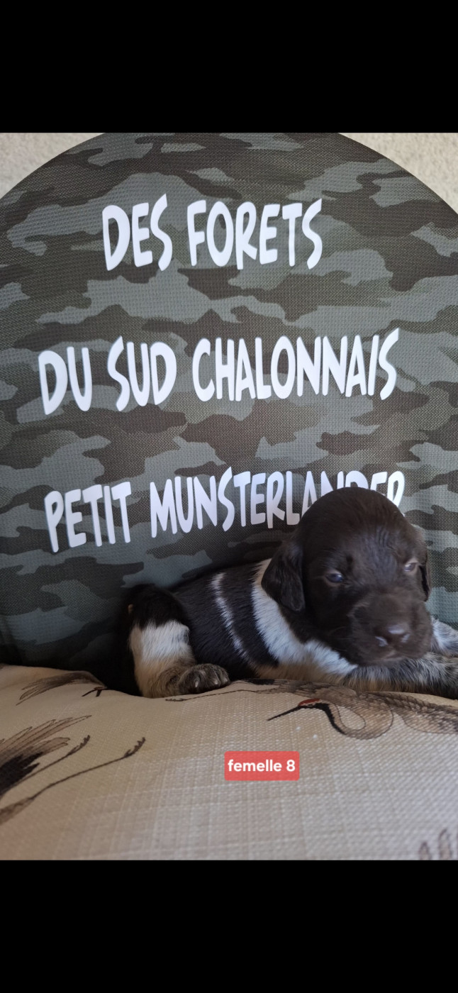 Des Forêts Du Sud Chalonnais - Chiots disponibles - Petit Epagneul de Münster
