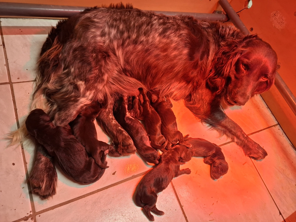 Chiot Chien d'Oysel allemand Des Forêts Du Sud Chalonnais