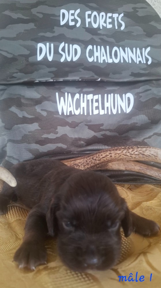 Des Forêts Du Sud Chalonnais - Chiots disponibles - Chien d'Oysel allemand