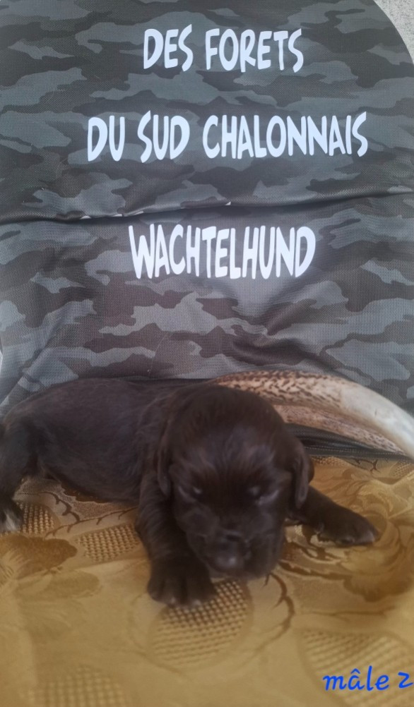 Des Forêts Du Sud Chalonnais - Chiots disponibles - Chien d'Oysel allemand