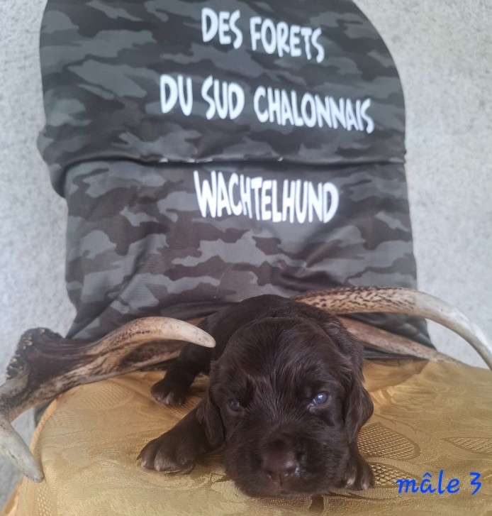Des Forêts Du Sud Chalonnais - Chiots disponibles - Chien d'Oysel allemand