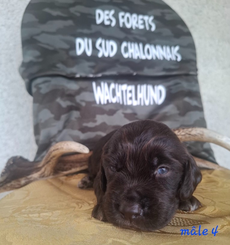 Des Forêts Du Sud Chalonnais - Chiots disponibles - Chien d'Oysel allemand