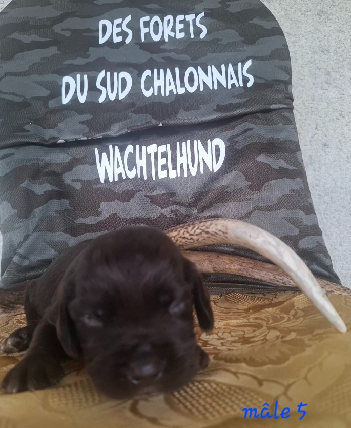 Des Forêts Du Sud Chalonnais - Chiots disponibles - Chien d'Oysel allemand