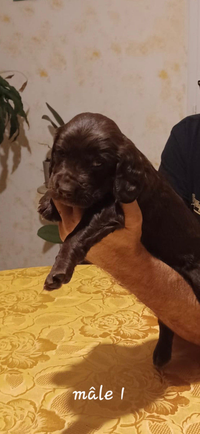 Des Forêts Du Sud Chalonnais - Chiots disponibles - Chien d'Oysel allemand