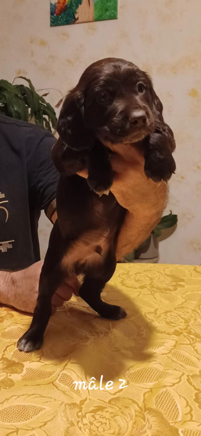 Des Forêts Du Sud Chalonnais - Chiots disponibles - Chien d'Oysel allemand