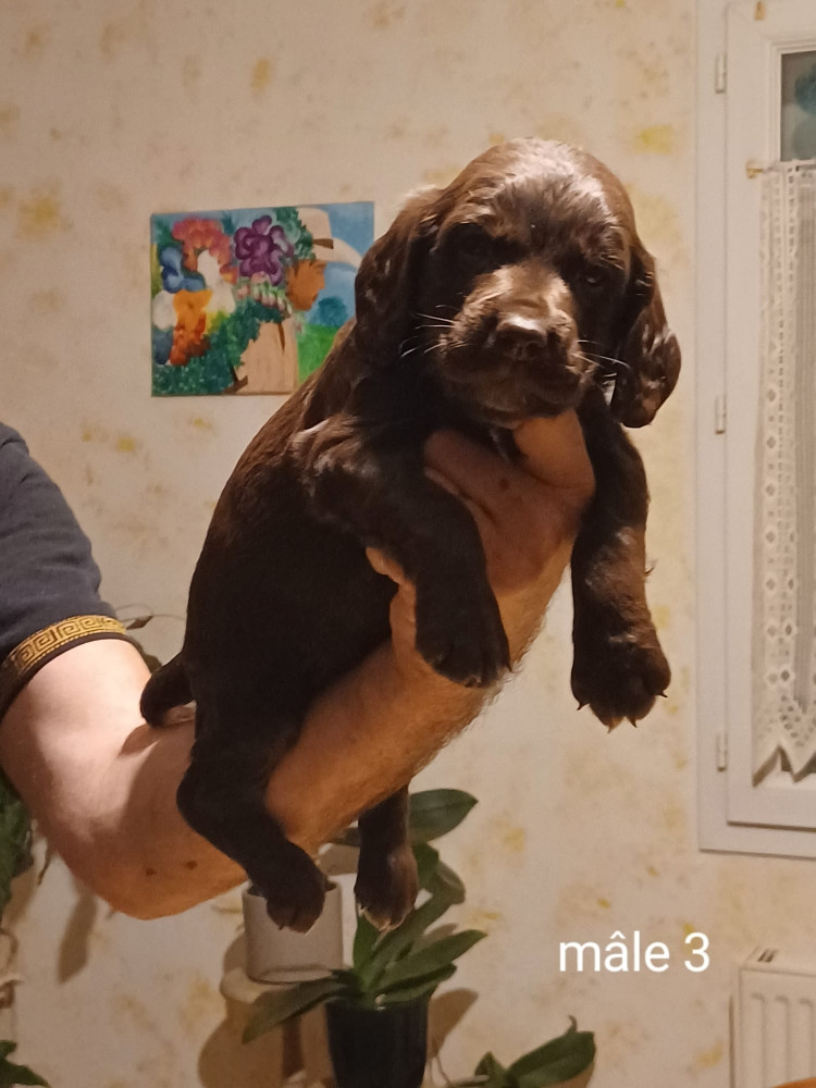 Des Forêts Du Sud Chalonnais - Chiots disponibles - Chien d'Oysel allemand