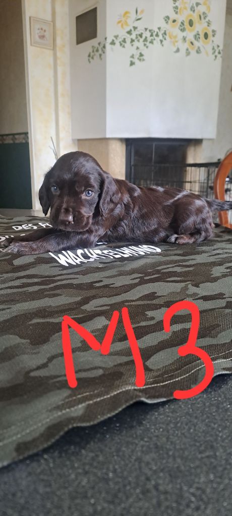 Des Forêts Du Sud Chalonnais - Chiots disponibles - Chien d'Oysel allemand