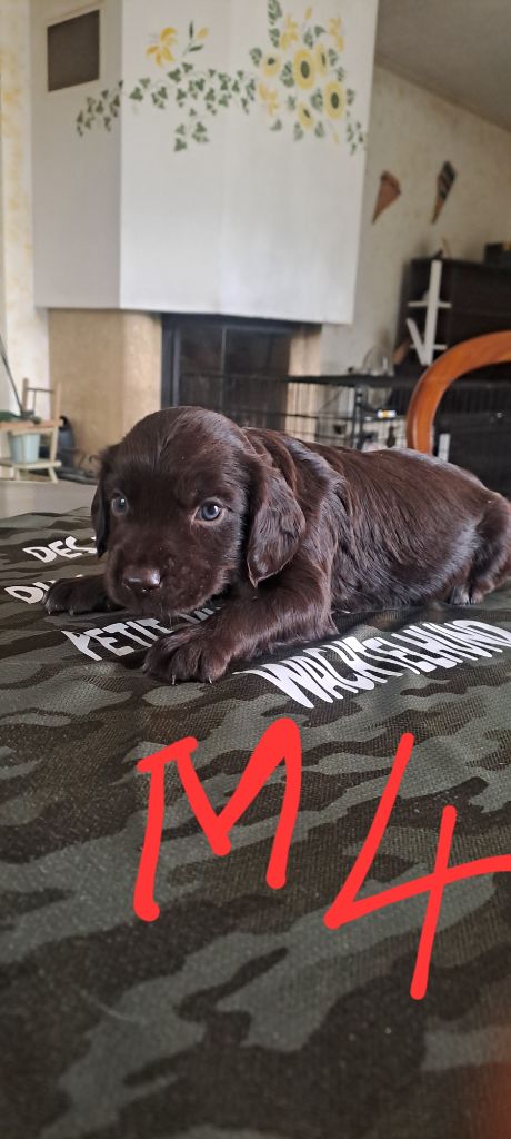 Des Forêts Du Sud Chalonnais - Chiots disponibles - Chien d'Oysel allemand