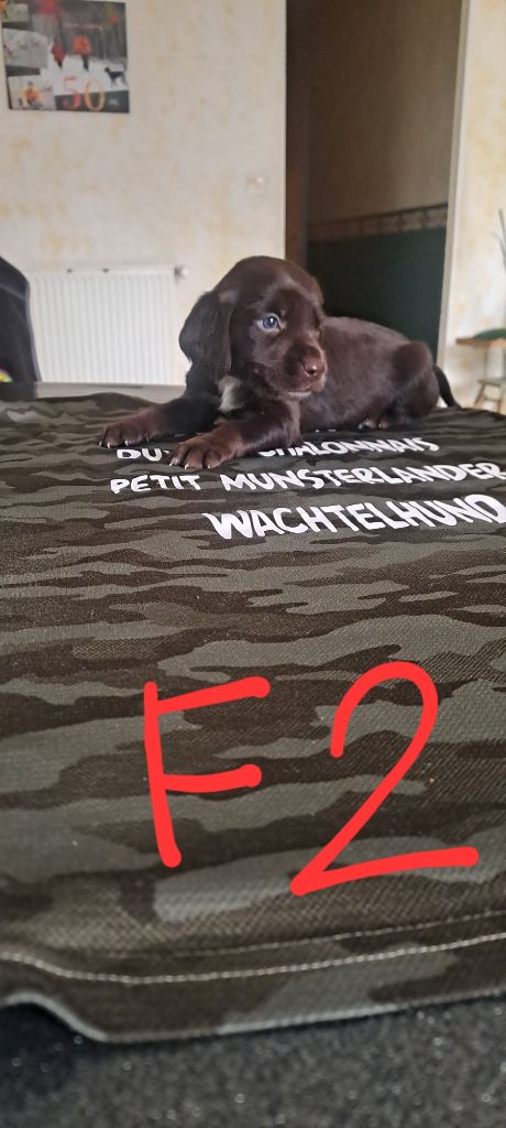Des Forêts Du Sud Chalonnais - Chiots disponibles - Chien d'Oysel allemand