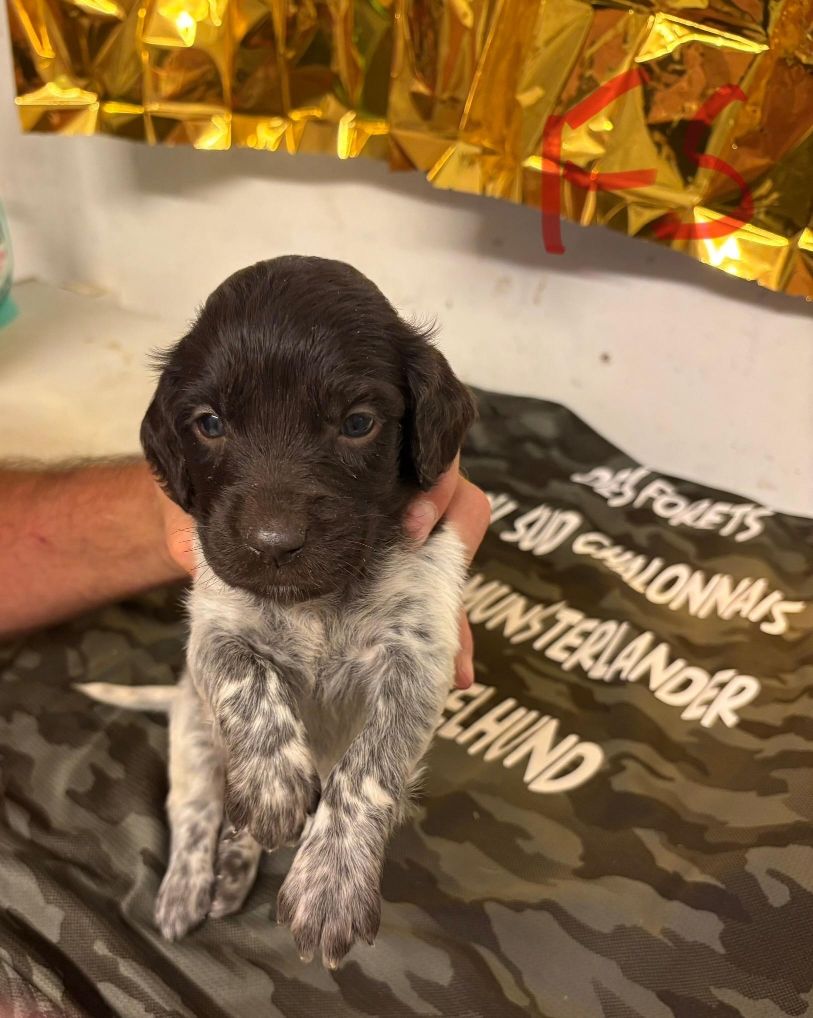 Des Forêts Du Sud Chalonnais - Chiots disponibles - Petit Epagneul de Münster