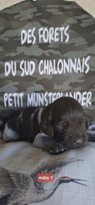 Chiot N°1