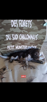 Chiot N°2