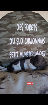 Chiot N°4