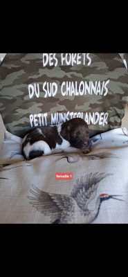 Chiot N°5