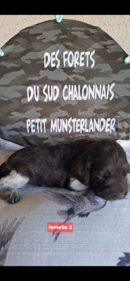 Chiot N°6