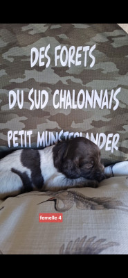 Chiot N°7