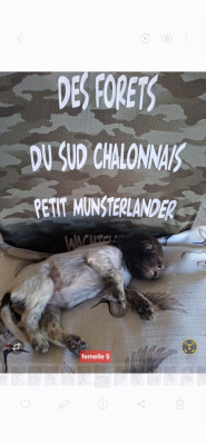 Chiot N°8
