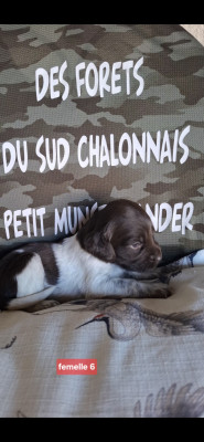 Chiot N°9