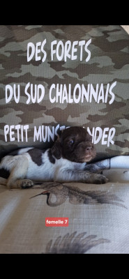 Chiot N°10