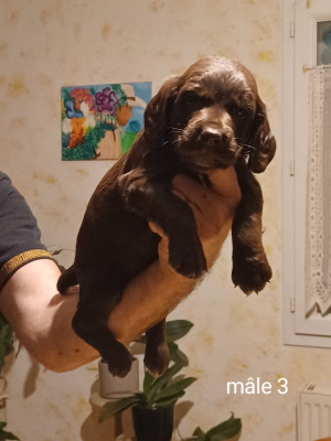 Chiot N°3