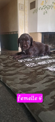 CHIOT 8