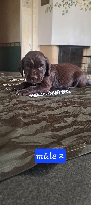 CHIOT 2