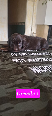 CHIOT 5