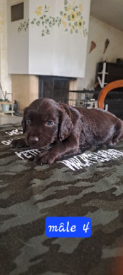 CHIOT 4