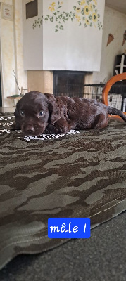 CHIOT 1