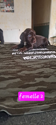 CHIOT 6