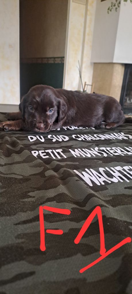 Des Forêts Du Sud Chalonnais - Chiots disponibles - Chien d'Oysel allemand