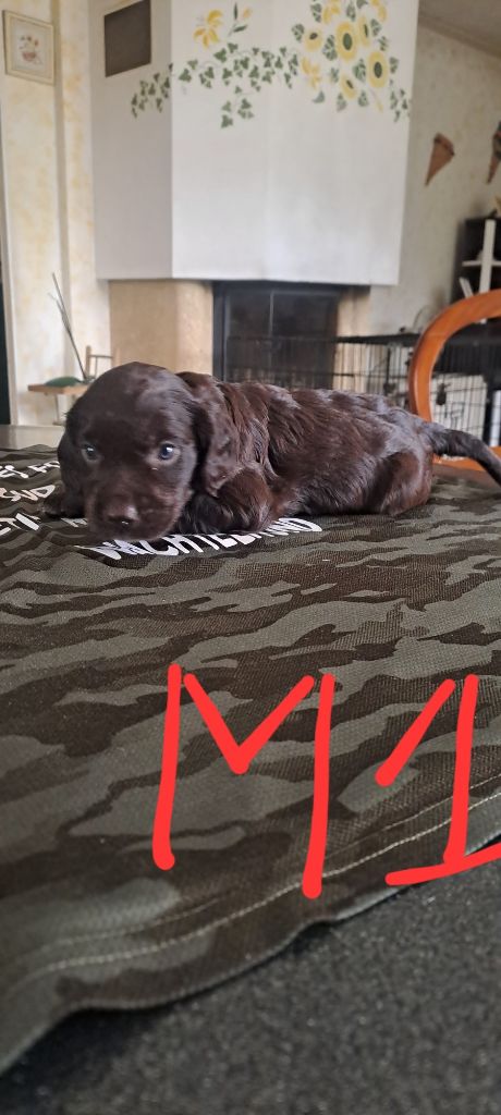 Des Forêts Du Sud Chalonnais - Chiots disponibles - Chien d'Oysel allemand