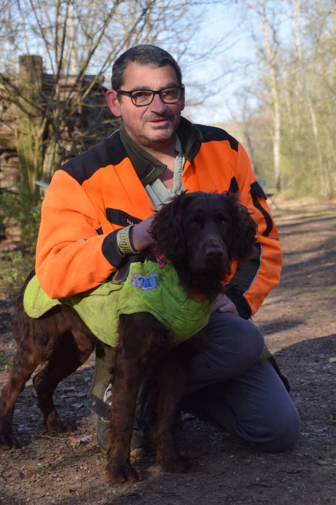 Chiot Chien d'Oysel allemand Des Forêts Du Sud Chalonnais