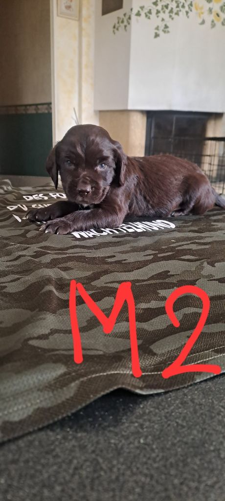 Des Forêts Du Sud Chalonnais - Chiots disponibles - Chien d'Oysel allemand