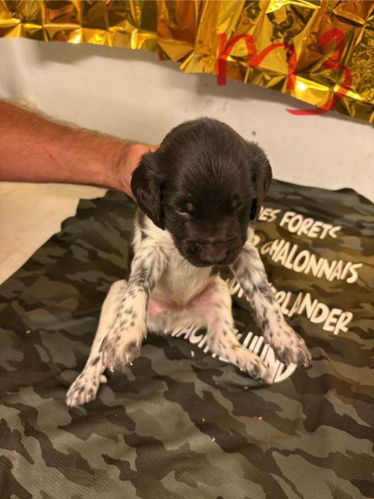 Des Forêts Du Sud Chalonnais - Chiots disponibles - Petit Epagneul de Münster