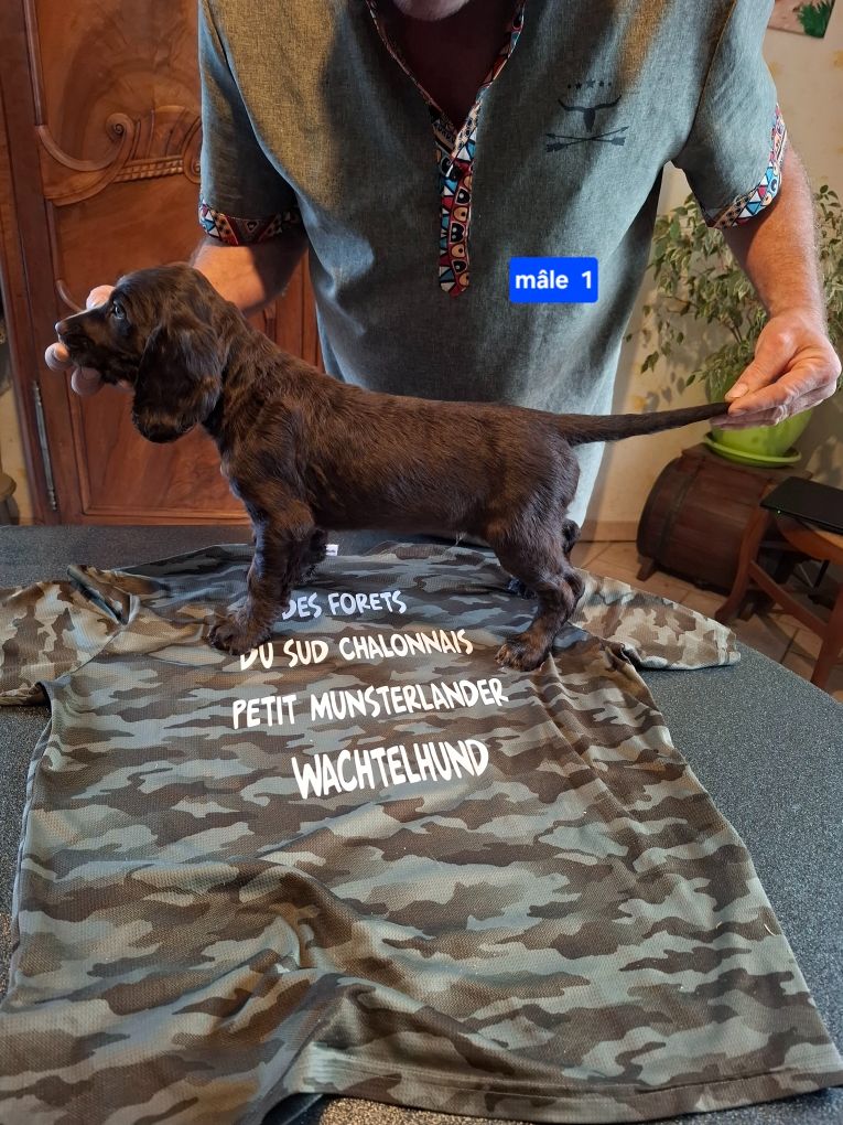 Des Forêts Du Sud Chalonnais - Chiots disponibles - Chien d'Oysel allemand