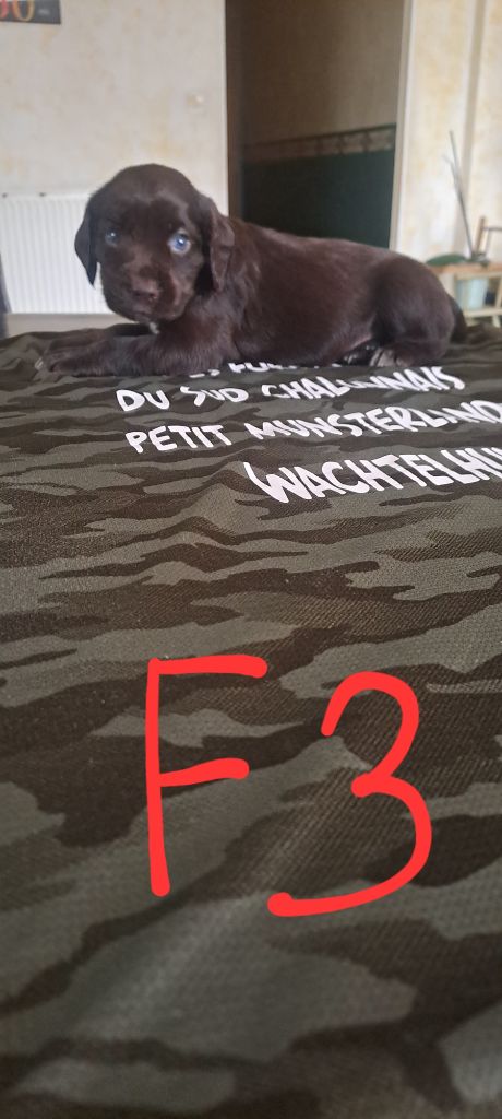 Des Forêts Du Sud Chalonnais - Chiots disponibles - Chien d'Oysel allemand